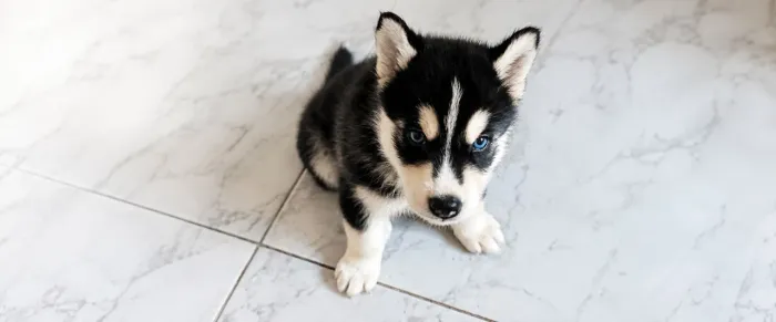 Venda de filhote de husky 