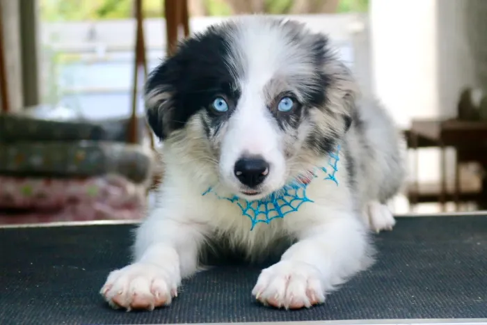 BORDER COLLIE PARCELAMOS 