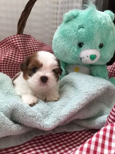 Shitzu Alegria Para Compartilhar Momentos Especiais