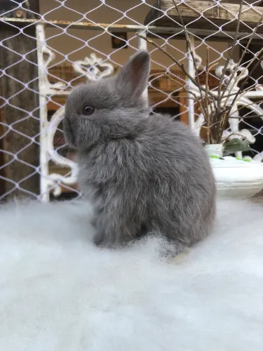 Coelho anão netherland dwarf linhagem importada azul de viena - macho
