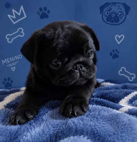 Pug macho promoção