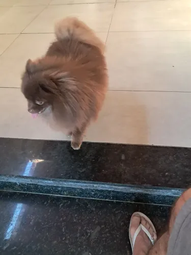 Animais  de estimação 