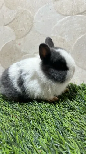 Coelhos Netherland Dwarf