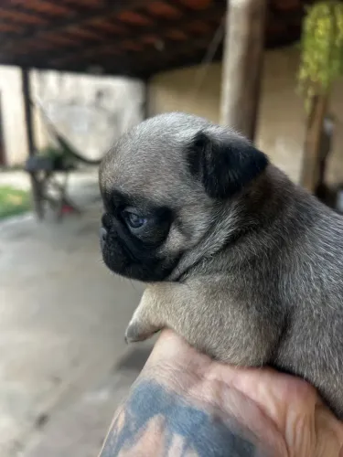 Filhotes de PUG