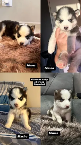 Filhote de husky siberiano