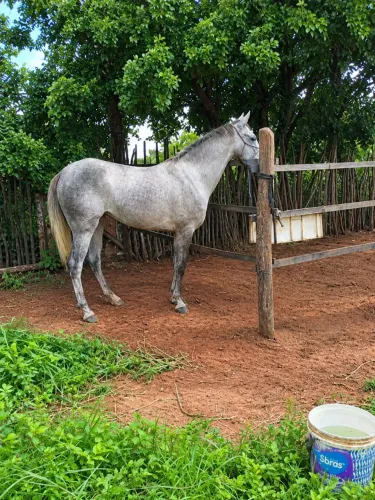 Cavalo a venda