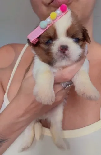 Shih Tzu Fêmeas ( venda ) @mrs_kennel_