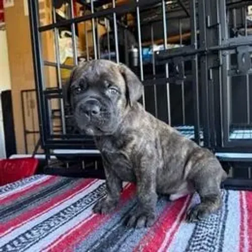 Cane Corso,Cane Corso Filhote Disponível com Entrega Facilitada e Segurança