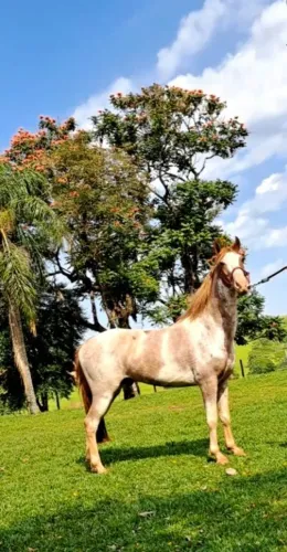 Cavalo Mangalarga