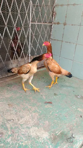 VENDO DUAS FRANGAS DE 5 MÊS, LINDAS E  GENÉTICA BOA 75 CADA UMA 