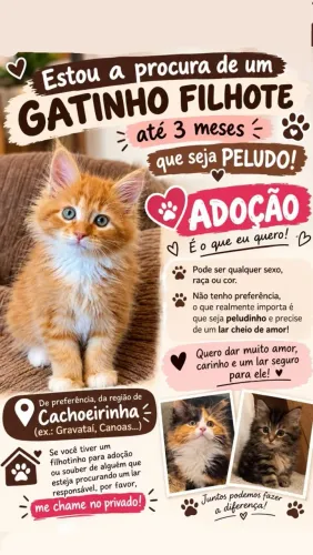 Procura para ADOÇÃO de filhote GATINHO ?peludo