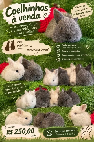 Filhotes de Coelho. Pais: Anão | Mini Lop + Netherland Dwarf