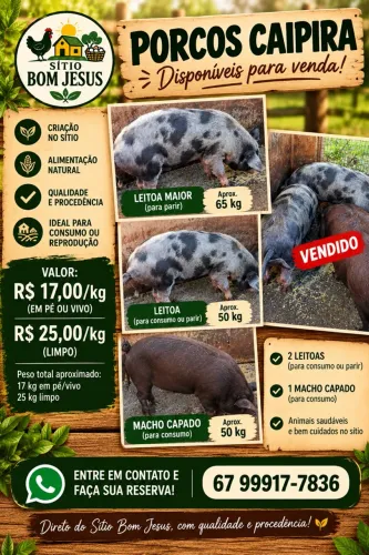 Leitoa / Porco Caipira a Venda