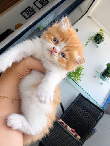 Gatinhos persas