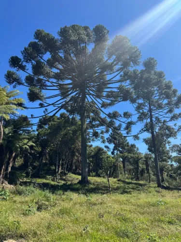 Terreno em Urubici- Rota das cachoeiras