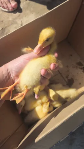 Filhotes de pato tenho dois 
