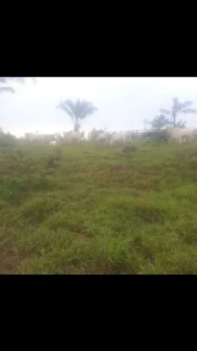 Propriedade Rural em Apui