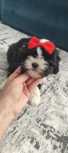 Filhotes de Shitzu machos e fêmeas disponíveis cachorro 