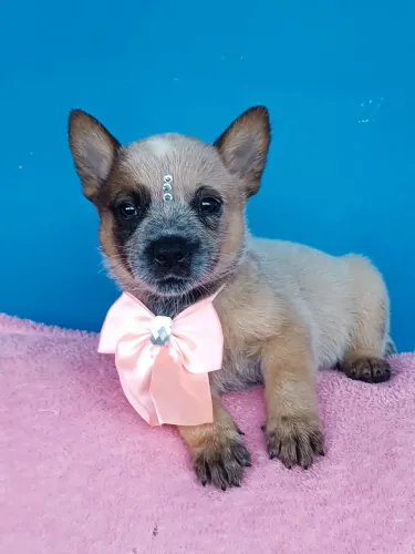 Australian cattle dog filhotes 