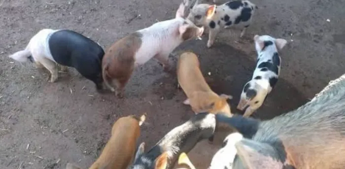 Doação de porco
