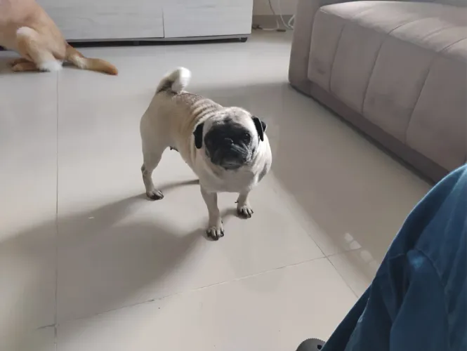 Pug Pura Femea