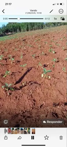Terreno no sítio poção Arapiraca Alagoas muito boa de abacaxi Fumo e outras lavouras