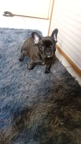 Bulldog Francês 