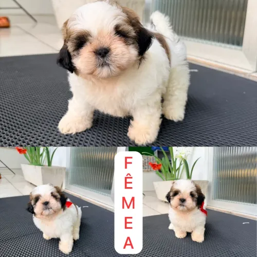 Shitzu Fêmea 