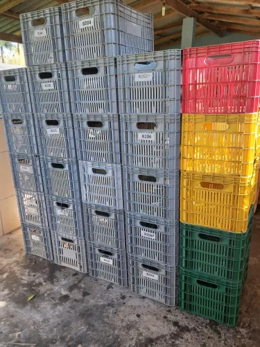 Caixa plástica vazada ( hurtifruti)