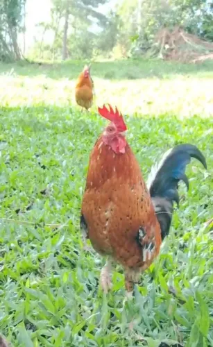 Ganizes machos e Fêmeas