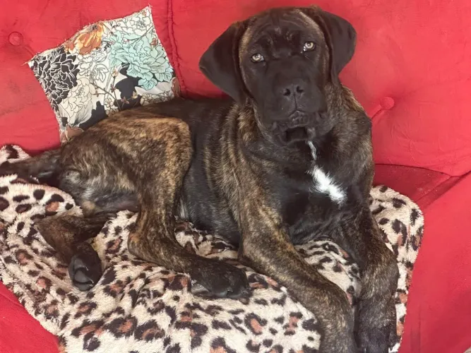 Cane corso macho 4meses