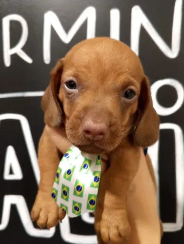 De focinho Chocolate, Basset com Entrega Grátis