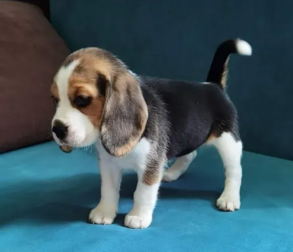 Beagle Cachorrinhos fofinhos esperando um lar cheio de carinho