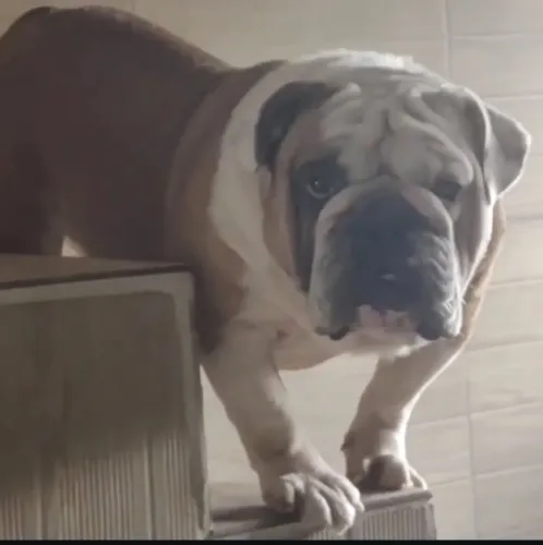 Buldogue inglês