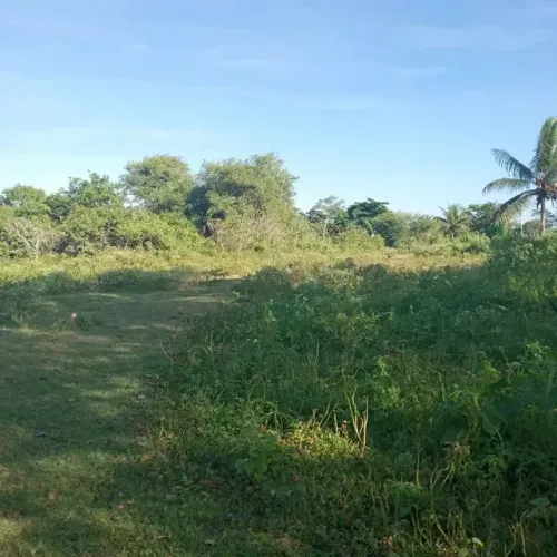 Fazenda com 49 hectares na região de São Gonçalo do Amarante