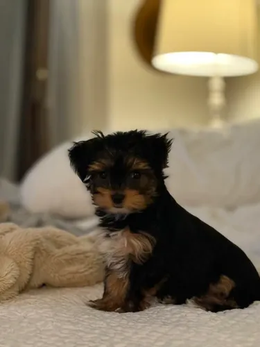 Yorkshire Terrier carinhoso