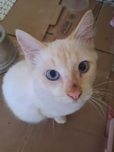 Doação  de gato.