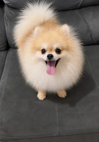 Lulu da pomerania macho para cruzar