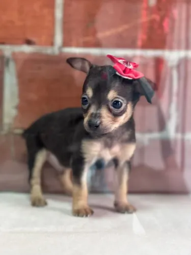pinscher femêa