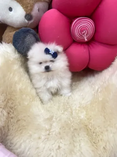 Spitz alemão Cachorrinho esperando por uma família especial
