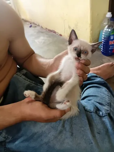 Gatinho de quase 2 meses 