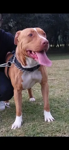 Pitbull fêmea para DOAÇÃO dócil aceita crianças tem os comandos básicos não Castrada