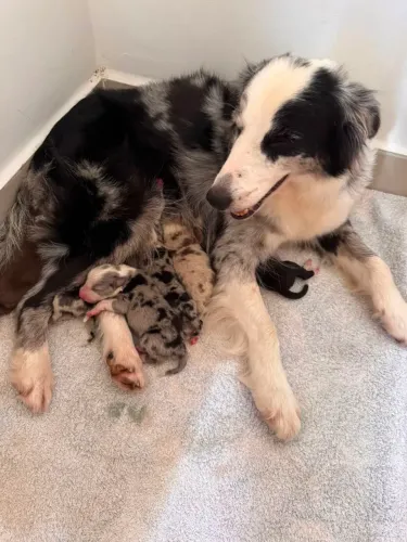 Vendo Filhotes de Border Collie linhagem blue merle (MACHOS)