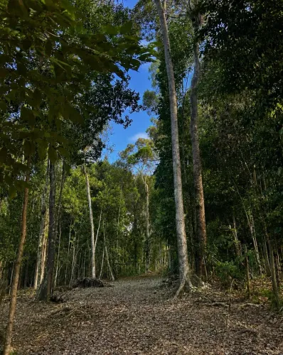 O privilégio de construir ao lado da floresta, a poucos minutos do mar.