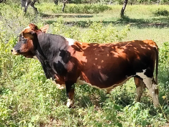 Vendo mini Toro e mini vacas 