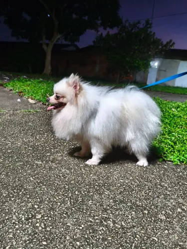 Lulu da Pomerânia