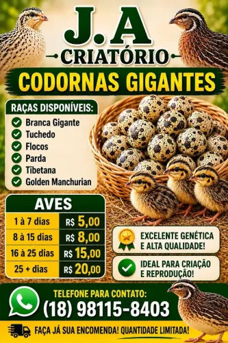 Codorna