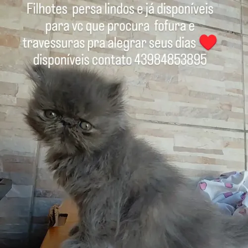 Lindos persa disponível 