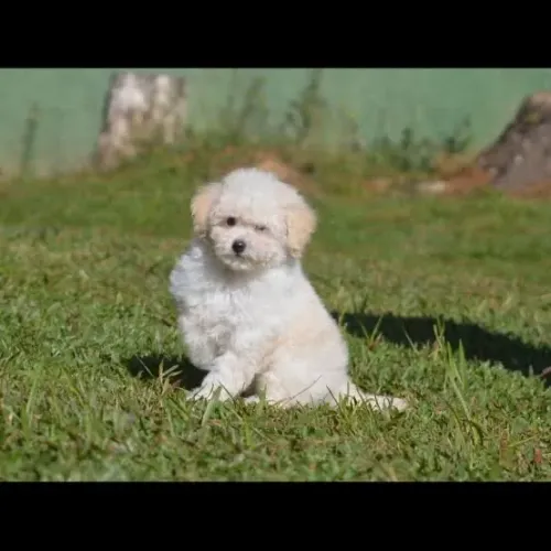 POODLE MACHINHO MINI ADESTRADO A FAZER AS NECESSIDADES SEM RISCO DE MARCAR TERRITÓRIO 