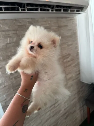 Lulu da Pomerânia